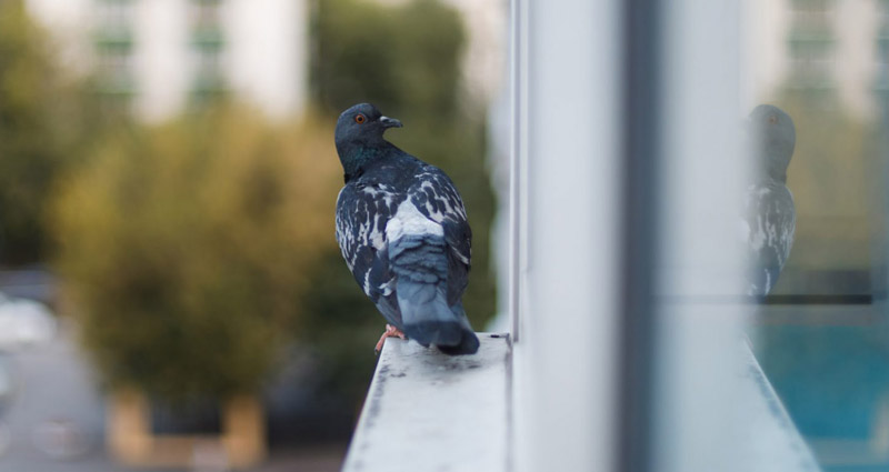 Prevent birds from hitting and colliding into windows